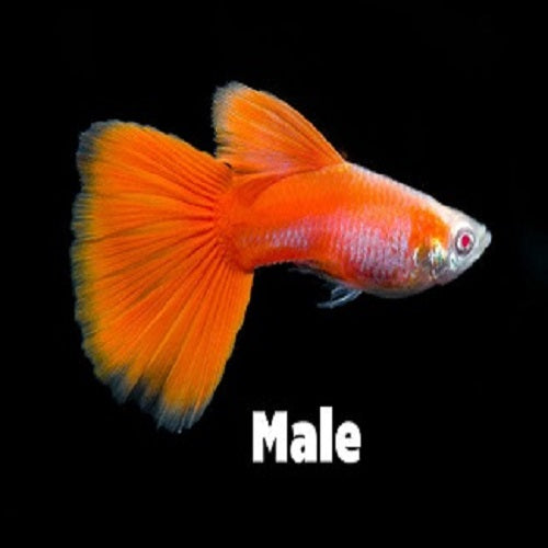 Red Guppy Male