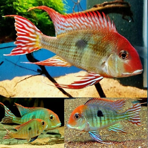 Red Head Tapajos 6cm