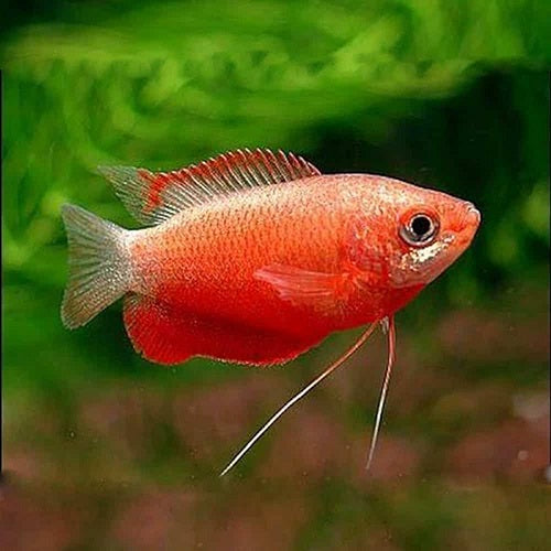 Red Honey Gourami 3.5-4cm IMP