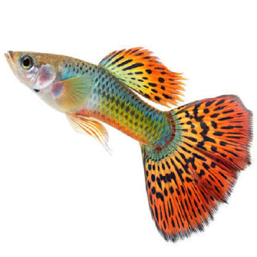 Red King Cobra Guppy Male L IMP