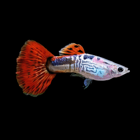 Red King Cobra Guppy Male L IMP