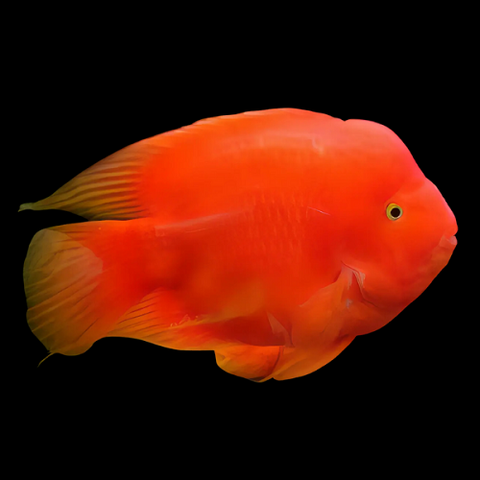Red King Kong Parrot 13-14cm
