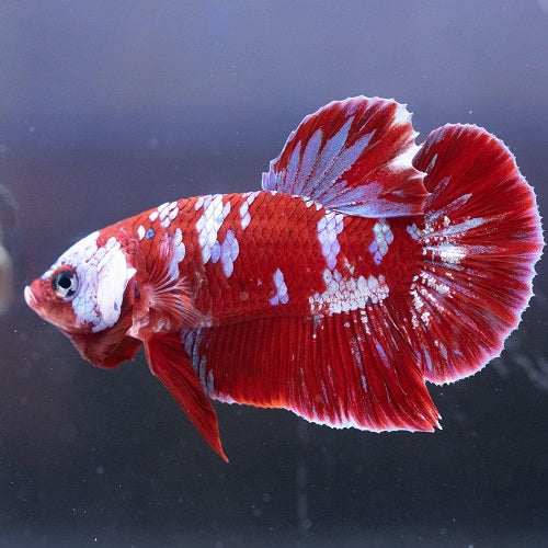 Red Koi Plakat Bettas