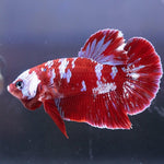 Red Koi Plakat Bettas