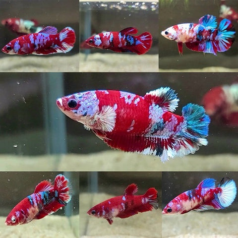 Red Koi Plakat Bettas