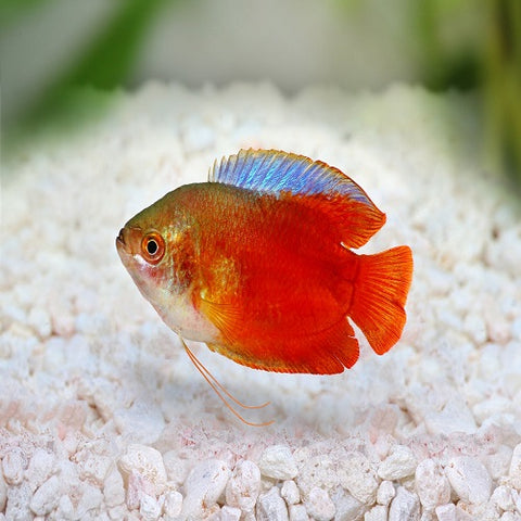 Red Lily Gourami 4cm