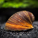 Red Lips Nerite Snail (All Size)