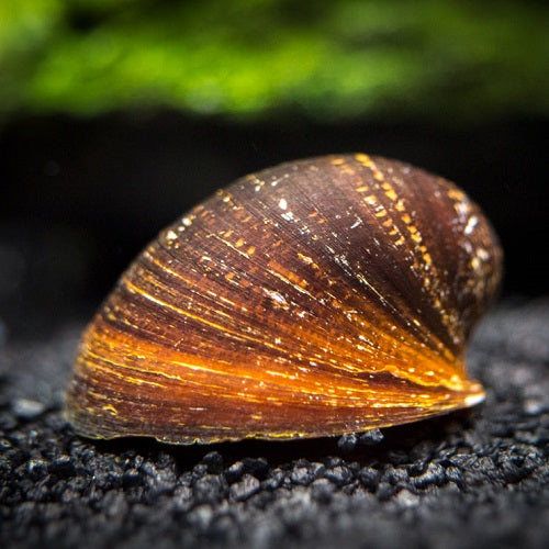 Red Lips Nerite Snail (All Size)