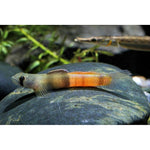 Red Marble Goby 4-5cm