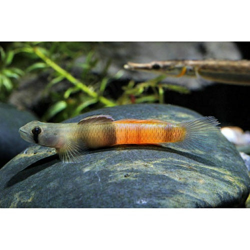 Red Marble Goby 4-5cm