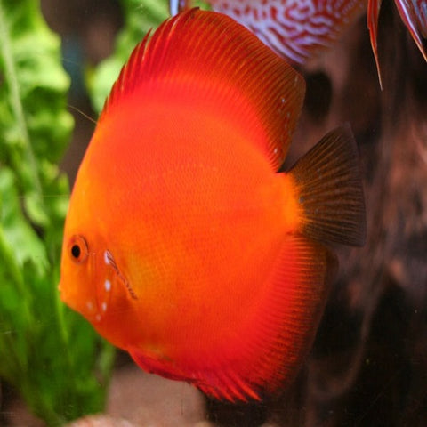 Red Melon Discus 2.5