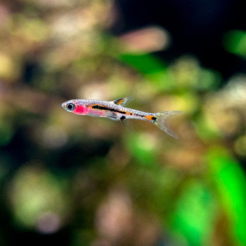 Red Mini Rasbora 1.5cm