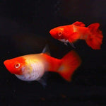 Red Mouth Koi Guppy M/F IMP (Pair)