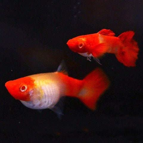 Red Mouth Koi Guppy M/F IMP (Pair)