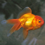Red Oranda 6.5cm IMP