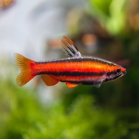 Red Pencil Tetra 2.5cm