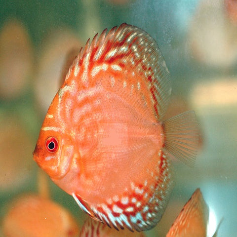 Red Pigeon Discus 2.5