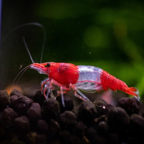 Red Rili Shrimp 1.5-2cm