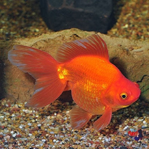 Red Ryukin Gold 5-6cm