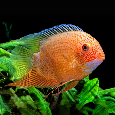 Red Severum 4