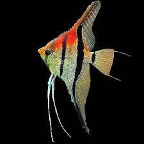 Red Shoulder Amapa Angel 1.25"
