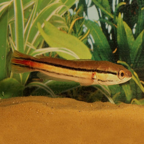 Red Snakehead 2.5