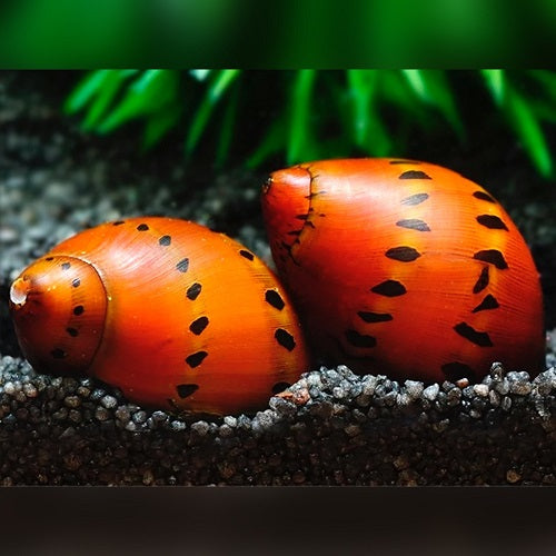 Red Spotted Nerite Snail (All Size)