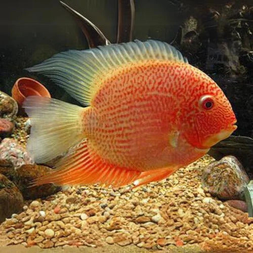 Red Spotted Severum 2.5"