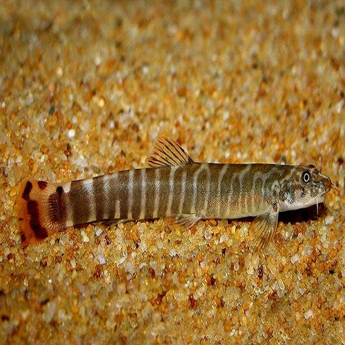 Red Tail Loach 4-5cm