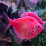 Red Widow