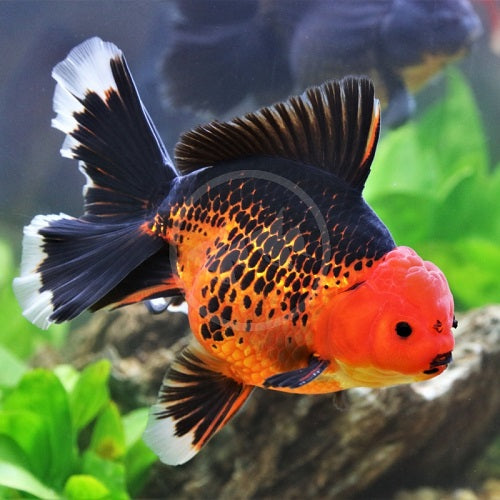 Red & Black Fancy Oranda 8-9cm IMP