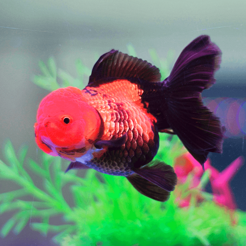 Red & Black Oranda Gold 12-13cm IMP