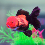Red & Black Oranda Gold 12-13cm IMP