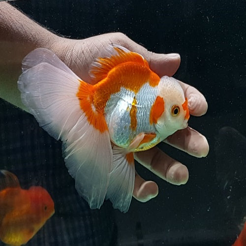 Red & White Oranda 12-13cm IMP