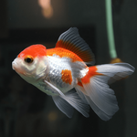 Red & White Oranda 6cm IMP