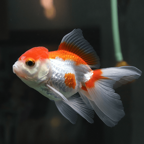Red & White Oranda 6cm IMP