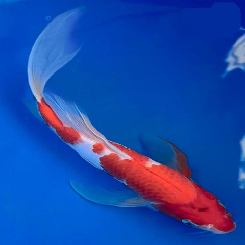 Red & White Veiltail Koi 14-16cm