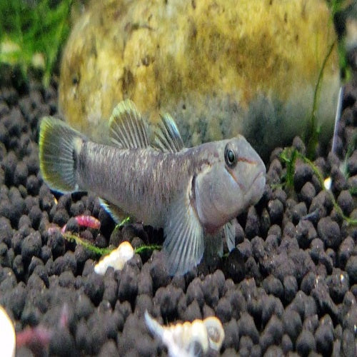 Rhino Goby 4-5cm