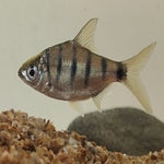 Rohtee Ogilbii Barb 2.5"