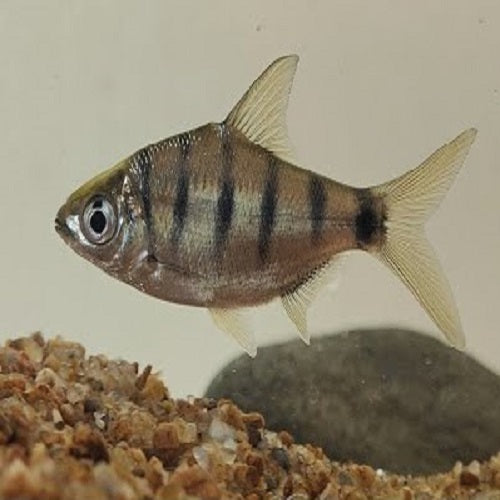 Rohtee Ogilbii Barb 2.5"