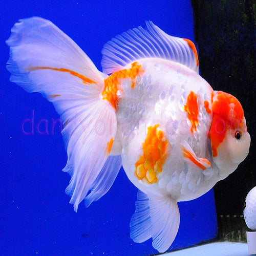 Sakura Oranda 8-9cm IMP