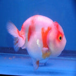 Sakura Ranchu 7-8cm IMP