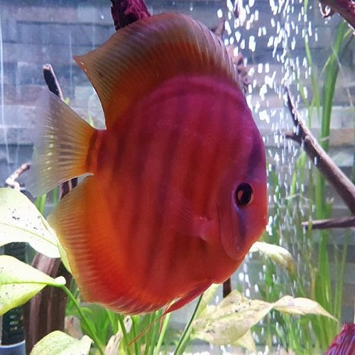 Sanmerah Discus 2.75-3" IMP