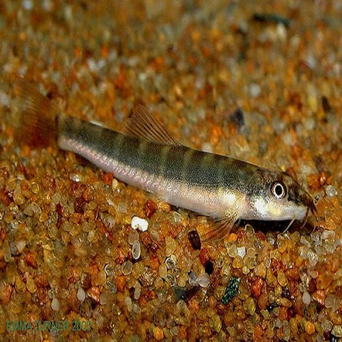 Savona Half Banded Loach 4cm