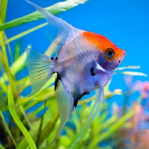 Scar Red Devil Koi Angel 3"