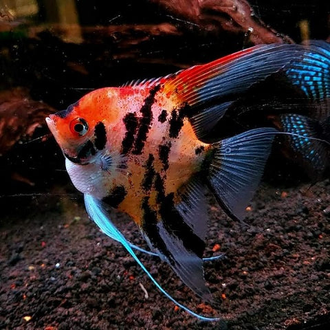 Scar Red Devil Koi Angel 3