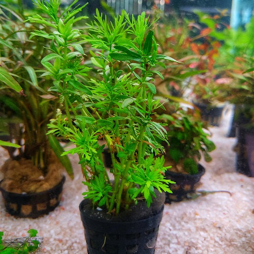 Sessiliflora - Pot