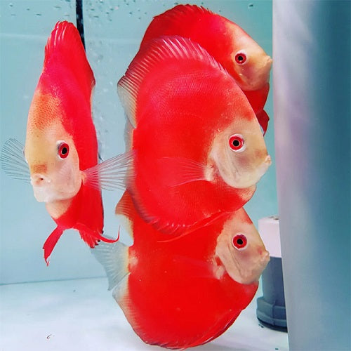 Short Body Hi Fin Super Red Discus 3.5-4"