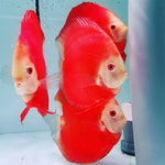 Short Body Hi Fin Super Red Discus 3.5-4"