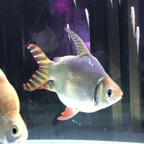 Short Body Red American Flagtail 3-3.5